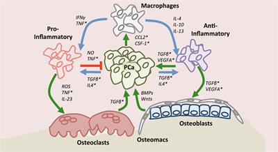 Multifaceted Roles for Macrophages in Prostate Cancer Skeletal Metastasis